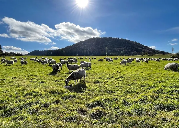 - Four A Pain Au Coeur Des Volcans Vernines